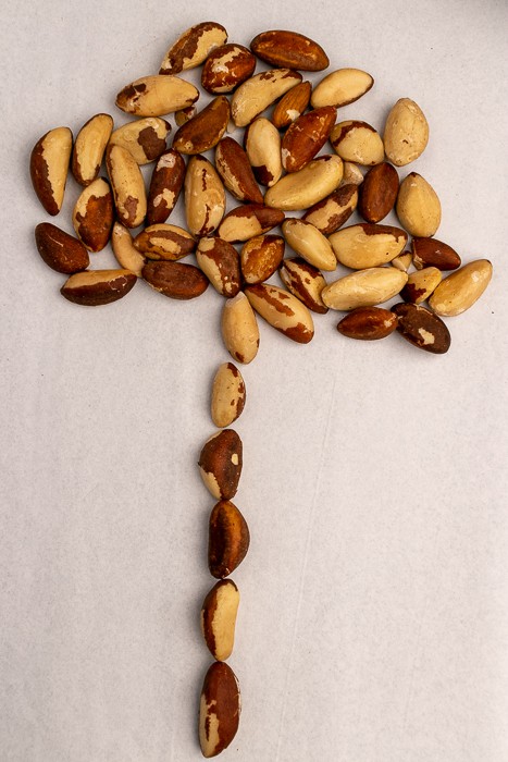 Brazil nuts formed in a tree shape